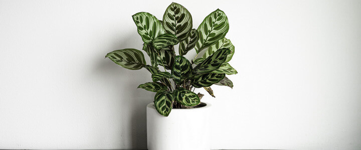 Improving Indoor Air Quality